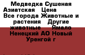 Медведка Сушеная Азиатская › Цена ­ 1 400 - Все города Животные и растения » Другие животные   . Ямало-Ненецкий АО,Новый Уренгой г.